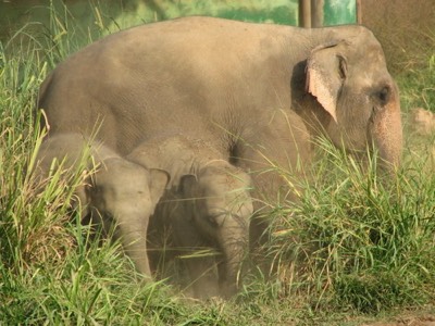 Mom and babes