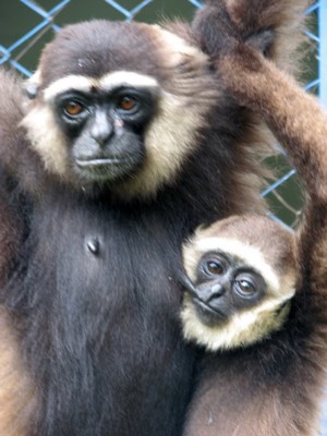 Mom and baby gibbon