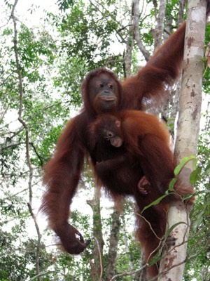 Mom and baby orang utan