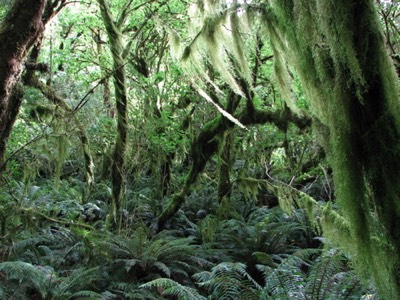 Mossy forest