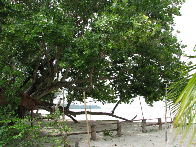 Mystical tree