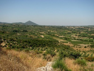 Olive fields