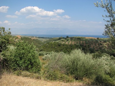 Olives and the sea