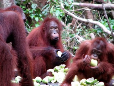 Orang utan at feeding station