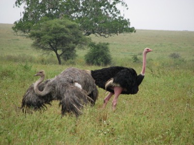 Ostrich
