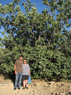 Our fig tree