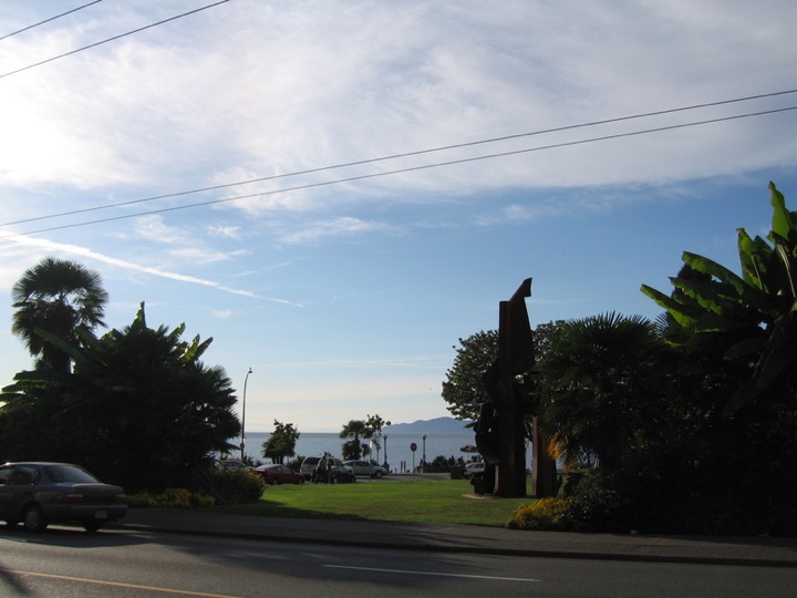 Palm trees