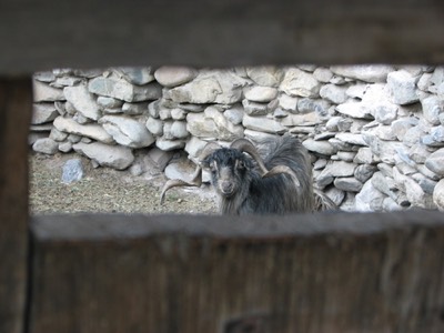 Penned goat