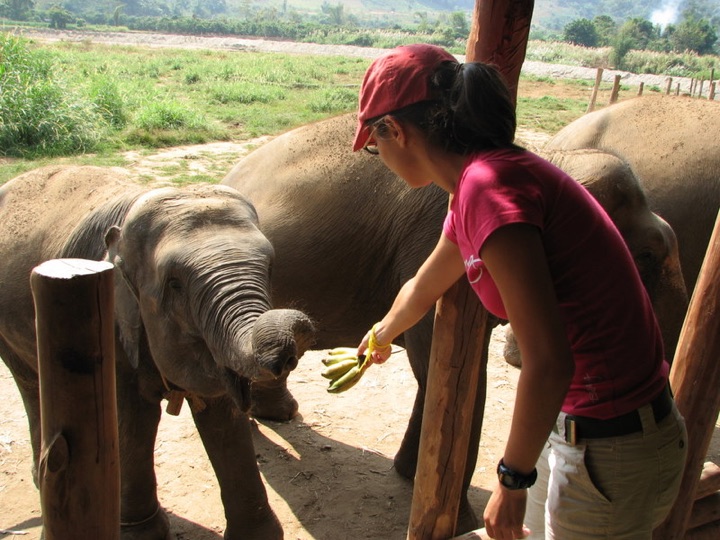 Penny feeding the elephants