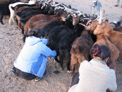 Penny milking goats