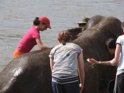 Penny scrubbing dirty elephant