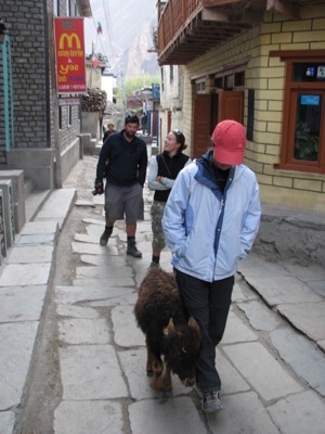 Pet cow and yacdonalds restaurant