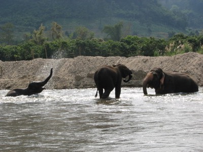 Playful pachyderms