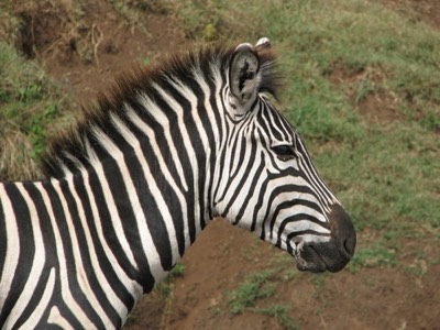 Portrait of a zebra