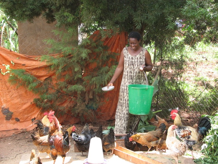 Poultry farmer