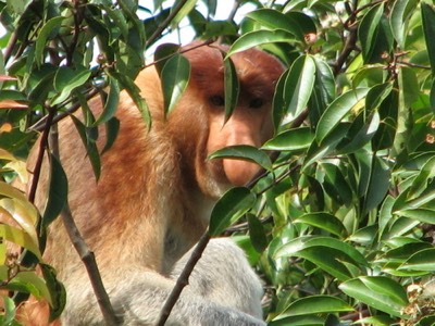 Proboscis monkey