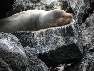 Resting Sea Lion