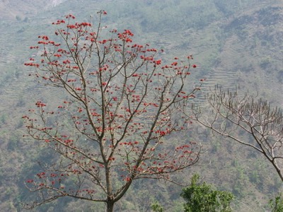 Rhododendron tree