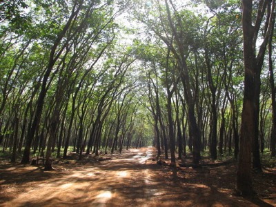 Road through rubber plantation