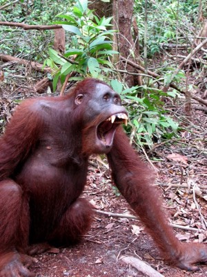 Samson the male orang utan