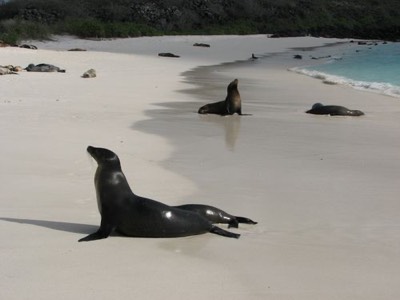 Sea Lion Beach