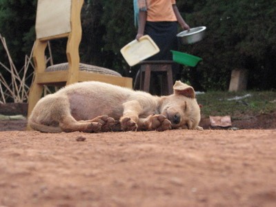 Sleeping puppy
