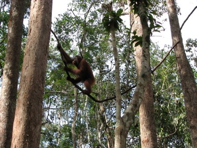 Tarzan