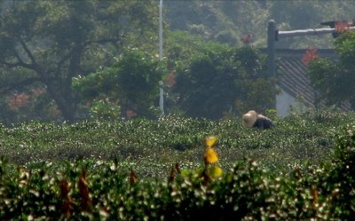 Tea picker at work longjing