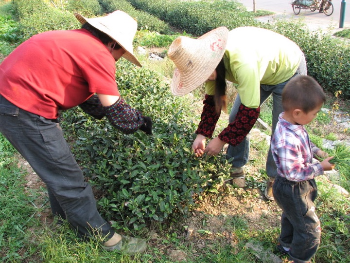 Tea picking in longjing