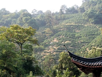 Tea plantations