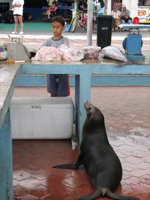 Thieving Sea Lion