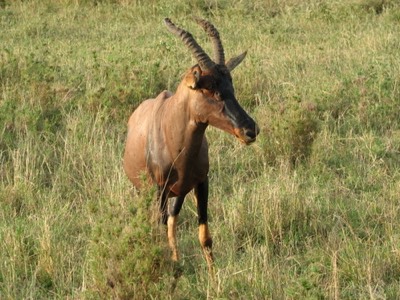 Topi