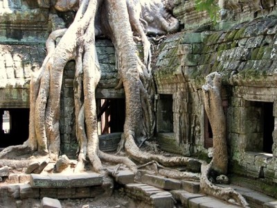 Tree growing on tomb raider temple