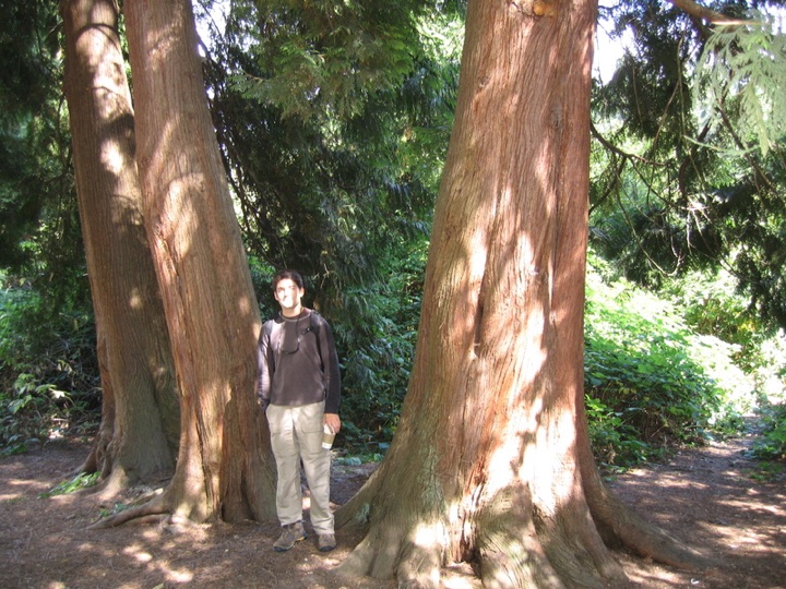 Trees 1