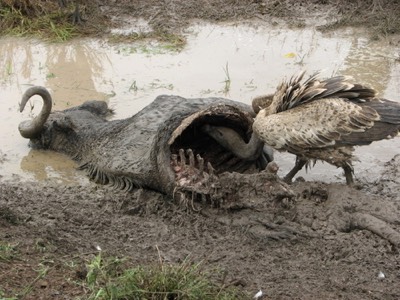 Vulture eating wildebeest
