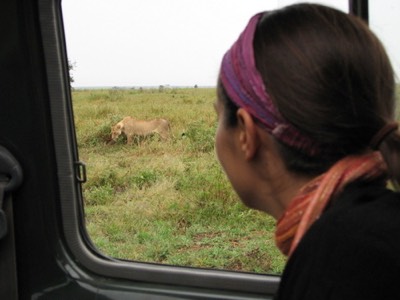 Watching the lioness