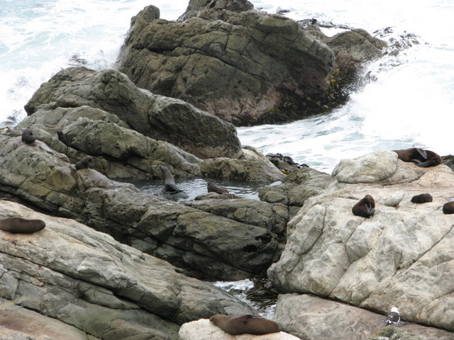 Watching the sealions at rest stop