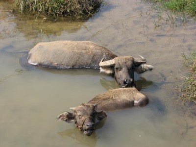 Water buffalo