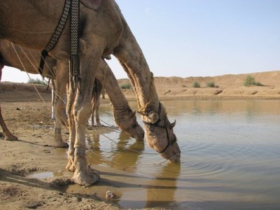 Watering our camels