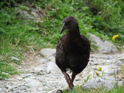 Weka nz wild hen
