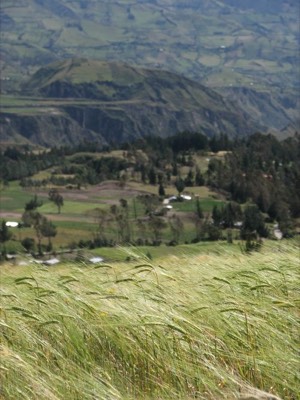 Wheat with village in background