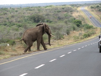 Why did the elephant cross the road