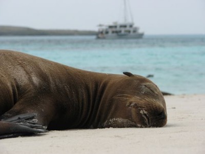 Young Sea Lion
