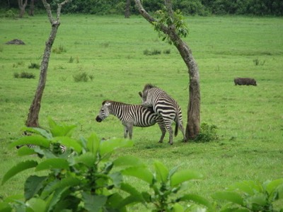 Zebra loving
