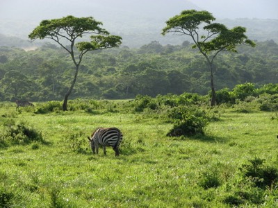 Zebra paradise