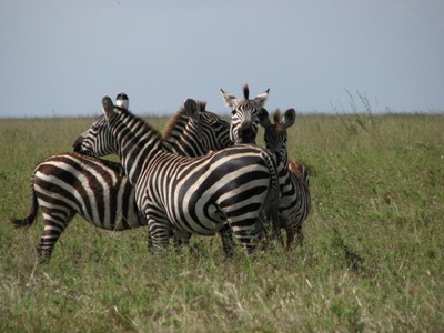 Zebras