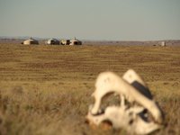 Ger_with_camel_skull Ger_with_camel_skull