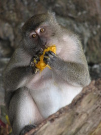 At_monkey_beach_phi_phi_island