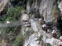 Mule_train_crossing_suspension_brid