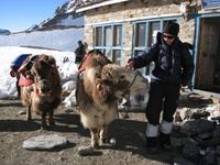 Penny_with_yaksfinally